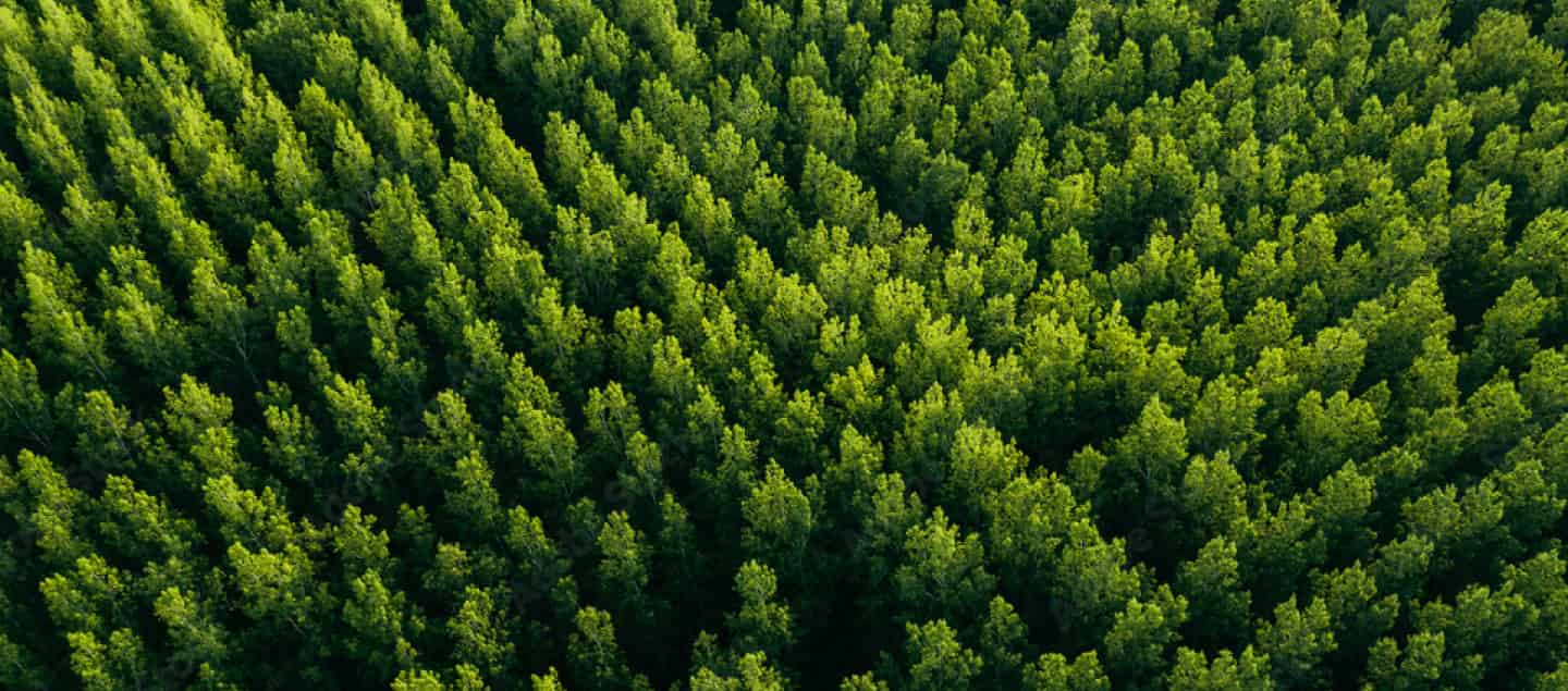  Forest canopy