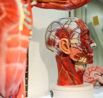  Anatomical models at exhibit stand at WHX